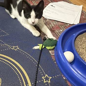 Rescue Domestic Short Hair Cats for Adoption in Louisville, Kentucky - Inky | PetCurious