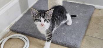 Beast -  Domestic Short Hair Cat for Adoption in Powder Springs, Georgia - Beast | PetCurious