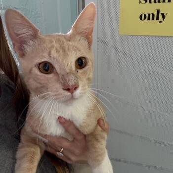 Simon -  Domestic Short Hair Cat for Adoption in Casa Grande, Arizona - Simon | PetCurious