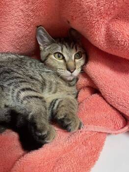 Rambutan -  Domestic Short Hair Cat for Adoption in Vancouver, Washington - Rambutan | PetCurious