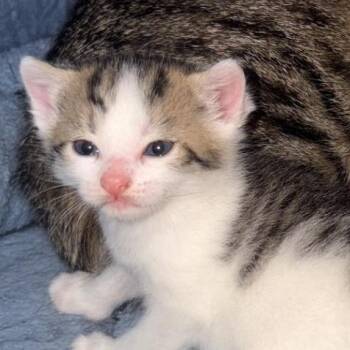 Peeps -  Domestic Short Hair Cat for Adoption in Winchester, Virginia - Peeps | PetCurious