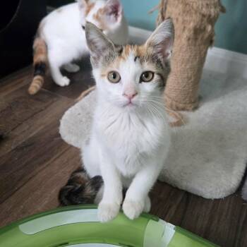 Olive (paired with a sibling) -  Domestic Short Hair Cat for Adoption in Reisterstown, Maryland - Olive (paired With A Sibling) | PetCurious