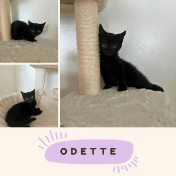 Rescue American Shorthair Cats for Adoption in Port Chester, New York - Odette | PetCurious