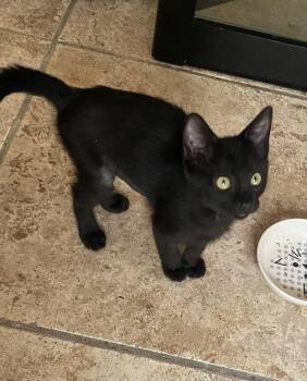 Iris 4 -  Domestic Short Hair Cat for Adoption in Tucson, Arizona - Iris 4 | PetCurious