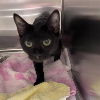 Goomba -  Domestic Short Hair Cat for Adoption in Asheville, North Carolina - Goomba | PetCurious