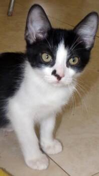 Timmy -  Domestic Short Hair Cat for Adoption in Lake Monroe, Florida - Timmy | PetCurious