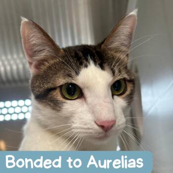 Domestic Short Hair Cats Available for Adoption in Denver, Colorado - Finn TX | PetCurious