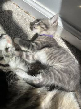 Linnea -  Domestic Short Hair Cat for Adoption in Virginia Beach, Virginia - Linnea | PetCurious