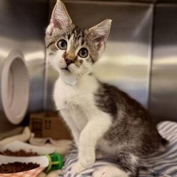 Cellular -  Domestic Short Hair Cat for Adoption in Richmond, Virginia - Cellular | PetCurious