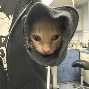 Domestic Short Hair Cats Available for Adoption in Chesapeake, Virginia - Dr. Langdon (Purple) | PetCurious