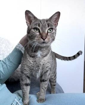 Emmy -  Domestic Short Hair Cat for Adoption in New York, New York - Emmy | PetCurious