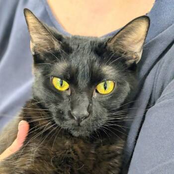 Cleopatra -  Domestic Short Hair Cat for Adoption in Los Angeles, California - Cleopatra | PetCurious