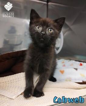 Cobweb -  Domestic Short Hair Cat for Adoption in Heath, Ohio - Cobweb | PetCurious