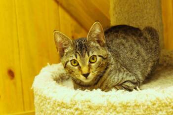 Diesel -  Domestic Short Hair Cat for Adoption in Urbana, Ohio - Diesel | PetCurious