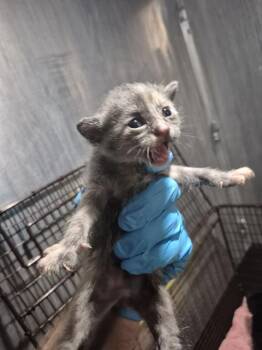 CRESTWAY 2 -  Domestic Short Hair Cat for Adoption in San Antonio, Texas - CRESTWAY 2 | PetCurious