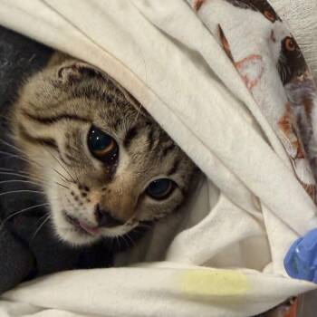 Meowjito -  Domestic Short Hair Cat for Adoption in Charlottesville, Virginia - Meowjito | PetCurious