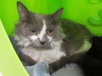 Domestic Medium Hair Cats Available for Adoption - BANDIT | PetCurious