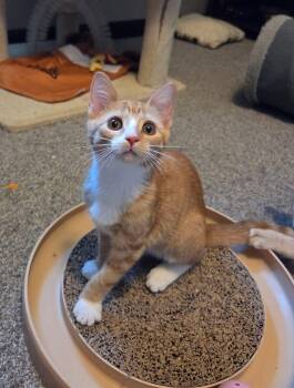 Tangerine -  Domestic Short Hair Cat for Adoption in Manhattan, Kansas - Tangerine | PetCurious