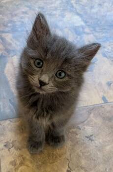 Harriet & Pretty - CCC -  Domestic Medium Hair Cat Available for Adoption in San Luis Obispo, California - Harriet & Pretty - CCC | PetCurious
