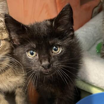 Lorcan -  Domestic Short Hair Cat for Adoption in Cumming, Georgia - Lorcan | PetCurious