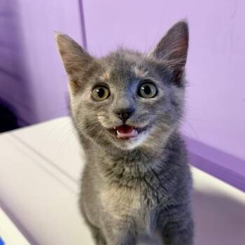 Lilly -  Domestic Short Hair Cat for Adoption in Redwood Valley, California - Lilly | PetCurious