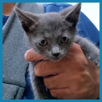 Domestic Short Hair Cats Available for Adoption in Guaynabo, Guaynabo - Grau | PetCurious