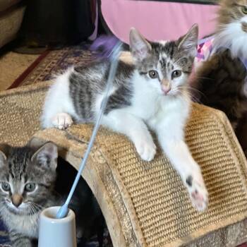 Icebreaker -  Domestic Short Hair Cat for Adoption in Martinsville, Indiana - Icebreaker | PetCurious