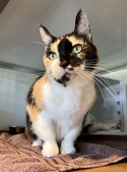 ORLINDA -  Domestic Short Hair Cat for Adoption in San Francisco, California - ORLINDA | PetCurious