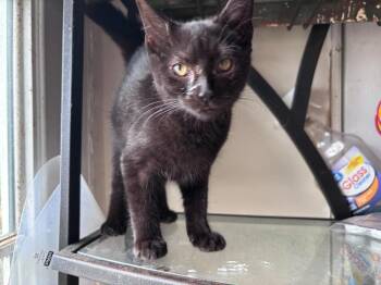 Mandrake -  Domestic Short Hair Cat for Adoption in Milton, Delaware - Mandrake | PetCurious