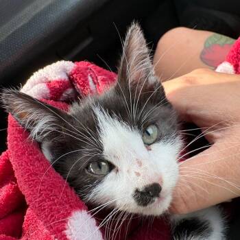 Domestic Medium Hair and Domestic Short Hair Cats Available for Adoption - Bethany | PetCurious