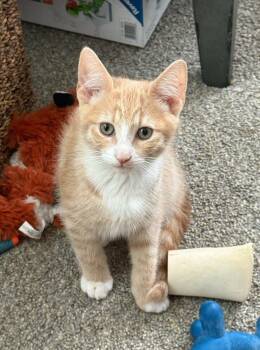 Squeaks -  Domestic Short Hair Cat for Adoption in Vancouver, Washington - Squeaks | PetCurious