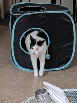 Charlie -  Domestic Short Hair Cat for Adoption in Hamilton, Ontario - Charlie | PetCurious