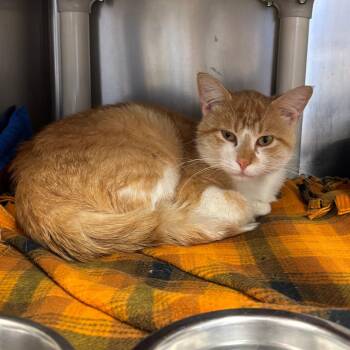 Domestic Short Hair Cats Available for Adoption in Chippewa Falls, Wisconsin - Squeak | PetCurious