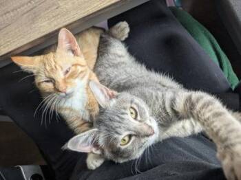 Baker -  Domestic Short Hair Cat for Adoption in Berwick, Pennsylvania - Baker | PetCurious