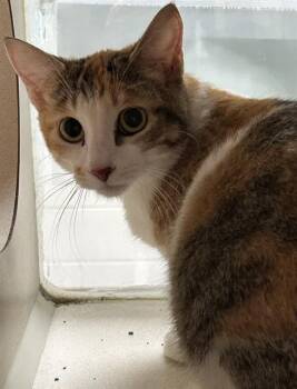 CARMINE -  Domestic Short Hair Cat for Adoption in Pueblo, Colorado - CARMINE | PetCurious