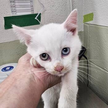 Domestic Medium Hair Cats Available for Adoption - Ghost | PetCurious