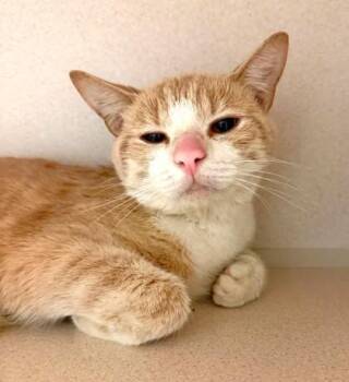 Buffy -  Domestic Short Hair Cat for Adoption in Bowling Green, Kentucky - Buffy | PetCurious