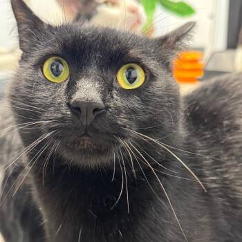 Larry ARC2026-287 -  Domestic Short Hair Cat for Adoption in Akron, New York - Larry ARC2026-287 | PetCurious