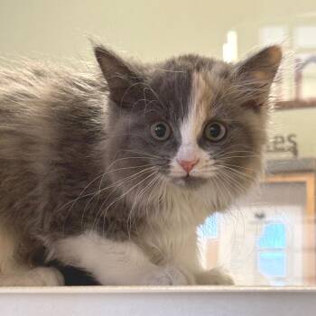 Opalite -  Domestic Long Hair Cat for Adoption in Rifle, Colorado - Opalite | PetCurious