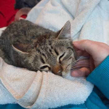 Domestic Short Hair Cats Available for Adoption - Mort | PetCurious