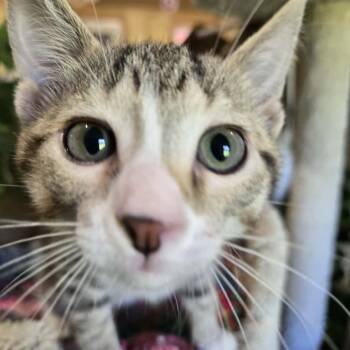 Chuck -  Domestic Short Hair Cat for Adoption in Park Falls, Wisconsin - Chuck | PetCurious
