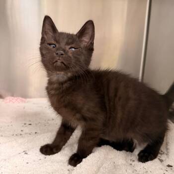 Hull -  Domestic Short Hair Cat for Adoption in Indianapolis, Indiana - Hull | PetCurious