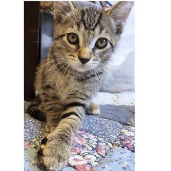 Dexter -  Tabby Cat for Adoption in Millcreek, Utah - Dexter | PetCurious