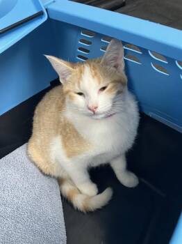 A767523 -  Domestic Short Hair Cat for Adoption in Long Beach, California - A767523 | PetCurious