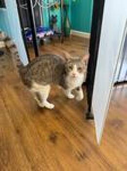 Rescue Domestic Short Hair Cats for Adoption in Chico, California - Matilda | PetCurious
