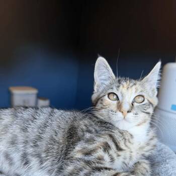 Kona -  Tabby and Domestic Short Hair Cat for Adoption in Gladstone, Oregon - Kona | PetCurious