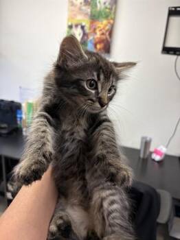 Domestic Short Hair Cats Available for Adoption in Sugar Land, Texas - ATHLESTAN | PetCurious