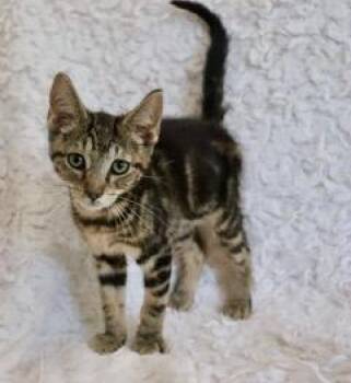 Billie -  Exotic Shorthair and Tabby Cat for Adoption in St. Augustine, Florida - Billie | PetCurious