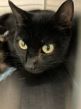 Mamba -  Domestic Short Hair Cat for Adoption in Christiansburg, Virginia - Mamba | PetCurious