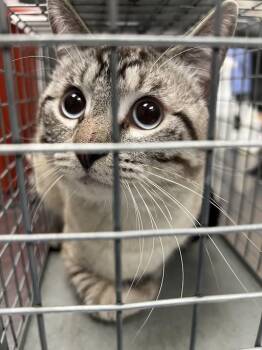 Domestic Short Hair Cats Available for Adoption in Las Vegas, Nevada - SATURN | PetCurious